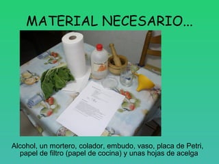 MATERIAL NECESARIO...




Alcohol, un mortero, colador, embudo, vaso, placa de Petri,
  papel de filtro (papel de cocina) ...