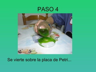 PASO 4




Se vierte sobre la placa de Petri...
 