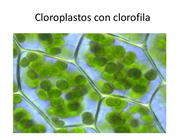 LOS PIGMENTOS VEGETALES