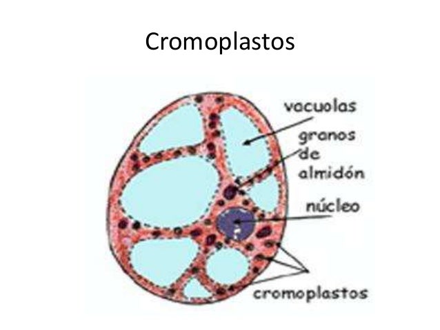 LOS PIGMENTOS VEGETALES