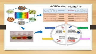 pigment production of carotenoids. MICROALGAL TECHNOLOGY | PPTX