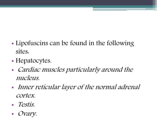 • Lipofuscins can be found in the following
sites:
• Hepatocytes.
• Cardiac muscles particularly around the
nucleus.
• Inner reticular layer of the normal adrenal
cortex.
• Testis.
• Ovary.
 