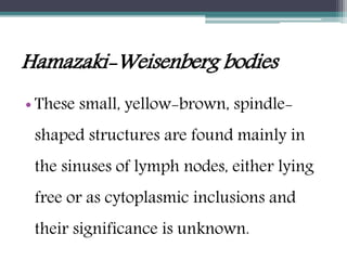 Hamazaki-Weisenberg bodies
• These small, yellow-brown, spindle-
shaped structures are found mainly in
the sinuses of lymph nodes, either lying
free or as cytoplasmic inclusions and
their significance is unknown.
 