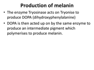 Production of melanin
• The enzyme Tryosinase acts on Tryonise to
produce DOPA (dihydroxyphenylalanine)
• DOPA is then acted up on by the same enzyme to
produce an intermediate pigment which
polymerises to produce melanin.
 