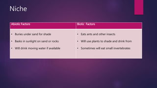 Niche
Abiotic Factors Biotic Factors
• Buries under sand for shade
• Basks in sunlight on sand or rocks
• Will drink moving water if available
• Eats ants and other insects
• Will use plants to shade and drink from
• Sometimes will eat small invertebrates
 