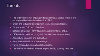 Threats
 The order itself is not endangered but individual species within it are
endangered both within and outside of B.C.
 Urban and Industrial development (ex. Factories and roads.)
 Temperature- Cold and often harsh.
 Isolation of species – Only found in Southern Interior of B.C.
 Off Road Rec. Vehicles (Ex. Quad, Dirt Bike, and Snow mobiles)
 Agricultural Irrigation and Cultivation
 Birds, cats and curious humans/ dogs
 Forest fires and declining habitat suitability.
 The threats are likely to increase as population/ building rates rise.
 