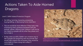 Actions Taken To Aide Horned
Dragons
Level 1 SARA Federal Protection Program
• No killing, harming, harassing, possessing,
buying/selling, or destroying home (nest/den)
• This act would be more effective if they had a way
of knowing when someone tampered with the
animal/ habitat. Without that I believe it will not be
too helpful as people will do what they please and
try to hide it.
• If they came up with a better non-invasive way to
tell if people are tampering with the animals that
would help support the ecosystem they would be
more likely to have a long-term effect if
reintroduced.
http://www.registrelep-
sararegistry.gc.ca/species/speciesDetails_e.cfm?sid=275
 