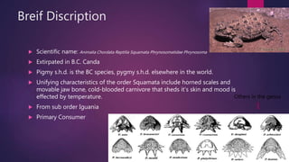 Breif Discription
 Scientific name: Animalia Chordata Reptilia Squamata Phrynosomatidae Phrynosoma
 Extirpated in B.C. Canda
 Pigmy s.h.d. is the BC species, pygmy s.h.d. elsewhere in the world.
 Unifying characteristics of the order Squamata include horned scales and
movable jaw bone, cold-blooded carnivore that sheds it’s skin and mood is
effected by temperature.
 From sub order Iguania
 Primary Consumer
Others in the genus
 