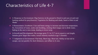 Characteristics of Life 4-7
 4- Response to Environment: Digs burrows in the ground to blend in and uses sit and wait
hunting method for prey(Insects), Vegetation for Basking and shade, Sand to Hide in and
Shade.
 5-Homeostatsis: Ectotherm: Uses and burns energy to increase and decrease temperature.
Ex. Eexcretion of waste, scales and shedding, sticking their tongue out to drink water,
baking in the sun to raise temp, shading to lower temp.
 6-Growth and Development: On average grow 5.1 to 12.7 cm in snout to vent length,
females grow larger then males, sexual maturity reached at age 3 (female)
 7- Adaptation to Environment: Flat body, Short legs, Short tail, Ability to lose tail in
escape, can run quickly for short distances, can inflate to 2x size.
 