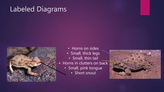 Labeled Diagrams
• Horns on sides
• Small, thick legs
• Small, thin tail
• Horns in clutters on back
• Small, pink tongue
• Short snout
 