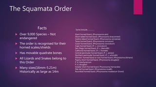 The Squamata Order
Facts
 Over 9,000 Species – Not
endangered
 The order is recognised for their
horned scales/shields
 Has movable quadrate bones
 All Lizards and Snakes belong to
this Order
 Many sizes(16mm-5.21m)
Historically as large as 14m
Some Include……………
Giant horned lizard, (Phrynosoma asio)
Short-tailed horned lizard, (Phrynosoma braconnieri)
Cedros Island horned lizard, (Phrynosoma cerroense)
Texas horned lizard, (Phrynosoma cornutum)
Coast horned lizard, (Phrynosoma coronatum)
Cape horned lizard, (P. c. coronatum)
San Diego horned lizard, (P. c. blainvillii)
California horned lizard, (P. c. frontale)
Central peninsular horned lizard, (P. c. jamesi)
Northern peninsular horned lizard, (P. c. schmidti)
Ditmars' horned lizard or rock horned lizard, (Phrynosoma ditmarsi)
Pygmy short-horned lizard, (Phrynosoma douglasii)
P. d. brachycercum
P. d. douglasii
Greater short-horned lizard, Phrynosoma hernandesi
Flat-tail horned lizard, (Phrynosoma mcallii)
Roundtail horned lizard, (Phrynosoma modestum Girard)
 