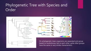 Phylogenetic Tree with Species and
Order
On phylogenetic trees organisms are separated and group
based on evolutionary ties to each other, quite often groups
have the same or very similar characteristics
 