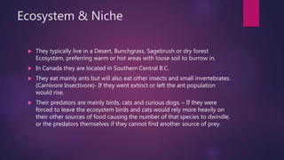 Ecosystem & Niche
 They typically live in a Desert, Bunchgrass, Sagebrush or dry forest
Ecosystem, preferring warm or hot areas with loose soil to burrow in.
 In Canada they are located in Southern Central B.C.
 They eat mainly ants but will also eat other insects and small invertebrates.
(Carnivore Insectivore)- If they went extinct or left the ant population
would rise.
 Their predators are mainly birds, cats and curious dogs. – If they were
forced to leave the ecosystem birds and cats would rely more heavily on
their other sources of food causing the number of that species to dwindle,
or the predators themselves if they cannot find another source of prey.
 