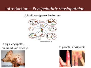 Erysipelothrix rhusiopathiae infection in pigs, pork and raw pork handlers in Kamuli District, Eastern Uganda
