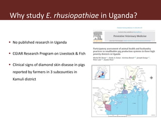 Erysipelothrix rhusiopathiae infection in pigs, pork and raw pork handlers in Kamuli District, Eastern Uganda