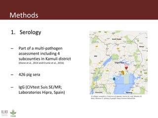 Erysipelothrix rhusiopathiae infection in pigs, pork and raw pork handlers in Kamuli District, Eastern Uganda
