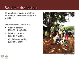 Erysipelothrix rhusiopathiae infection in pigs, pork and raw pork handlers in Kamuli District, Eastern Uganda