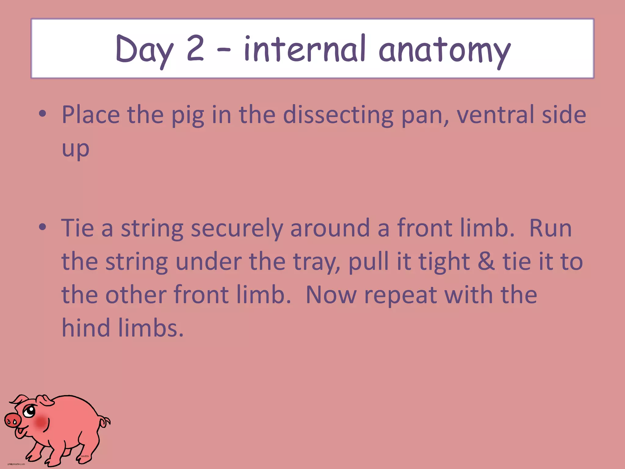 • Place the pig in the dissecting pan, ventral side
up
• Tie a string securely around a front limb. Run
the string under the tray, pull it tight & tie it to
the other front limb. Now repeat with the
hind limbs.
Day 2 – internal anatomy
 