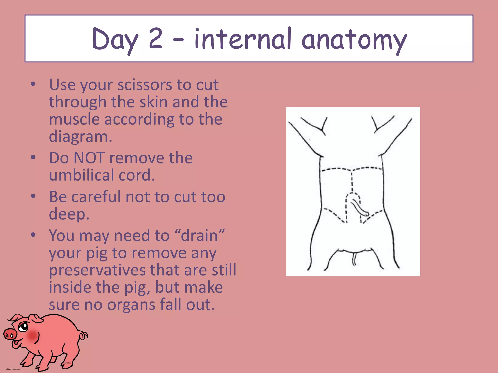 Day 2 – internal anatomy
• Use your scissors to cut
through the skin and the
muscle according to the
diagram.
• Do NOT remove the
umbilical cord.
• Be careful not to cut too
deep.
• You may need to “drain”
your pig to remove any
preservatives that are still
inside the pig, but make
sure no organs fall out.
 