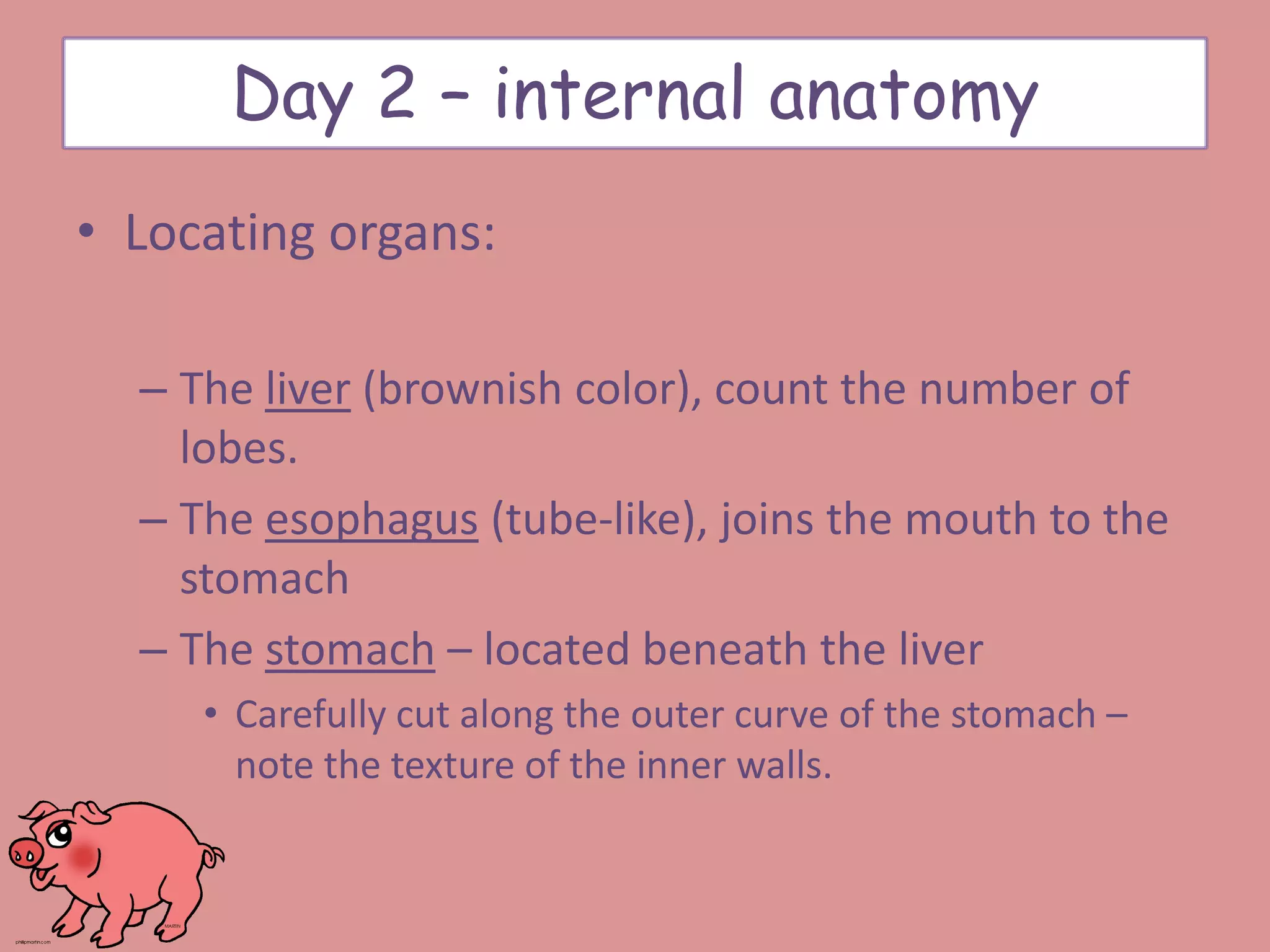 • Locating organs:
– The liver (brownish color), count the number of
lobes.
– The esophagus (tube-like), joins the mouth to the
stomach
– The stomach – located beneath the liver
• Carefully cut along the outer curve of the stomach –
note the texture of the inner walls.
Day 2 – internal anatomy
 