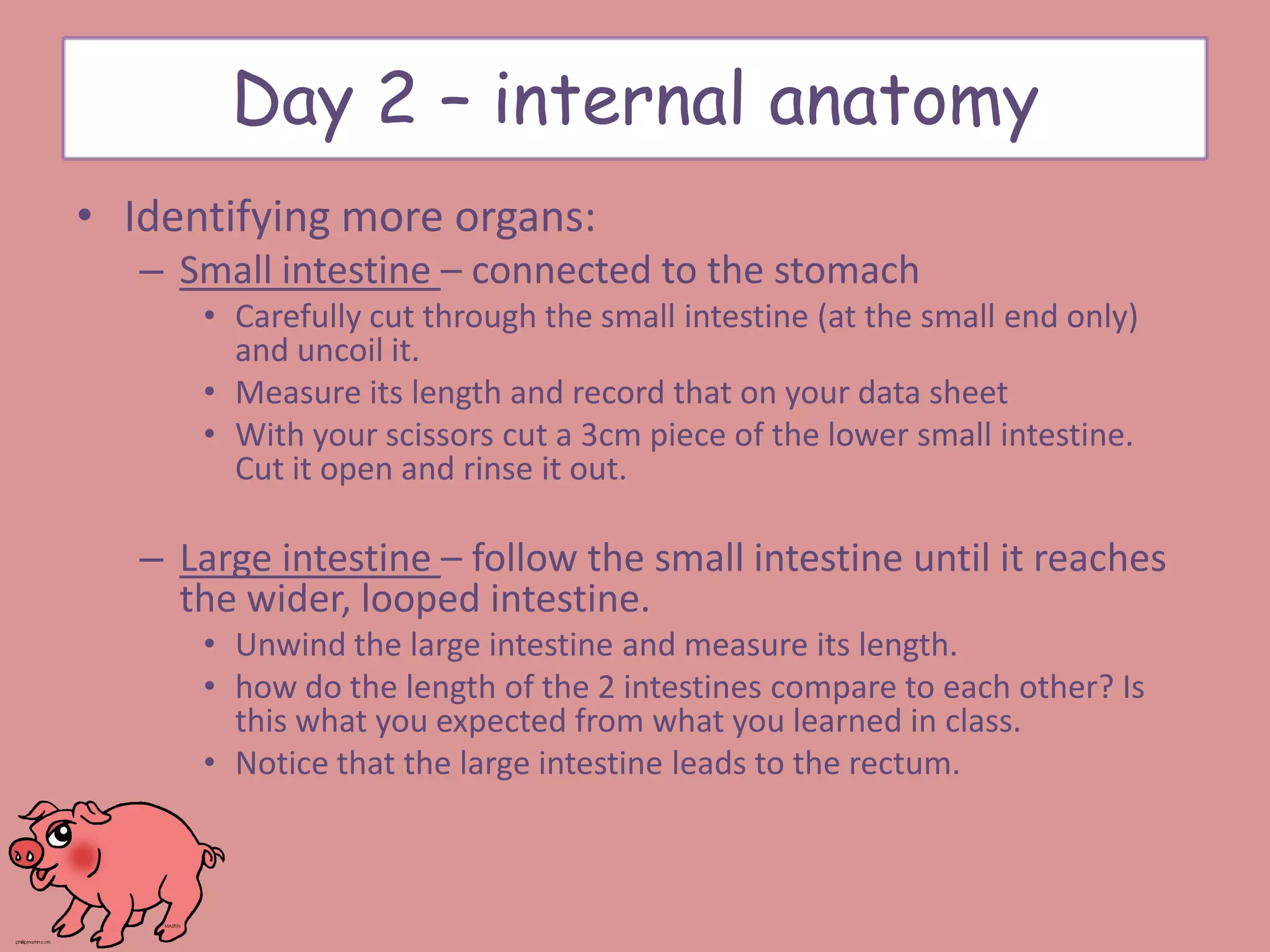 • Identifying more organs:
– Small intestine – connected to the stomach
• Carefully cut through the small intestine (at the small end only)
and uncoil it.
• Measure its length and record that on your data sheet
• With your scissors cut a 3cm piece of the lower small intestine.
Cut it open and rinse it out.
– Large intestine – follow the small intestine until it reaches
the wider, looped intestine.
• Unwind the large intestine and measure its length.
• how do the length of the 2 intestines compare to each other? Is
this what you expected from what you learned in class.
• Notice that the large intestine leads to the rectum.
Day 2 – internal anatomy
 