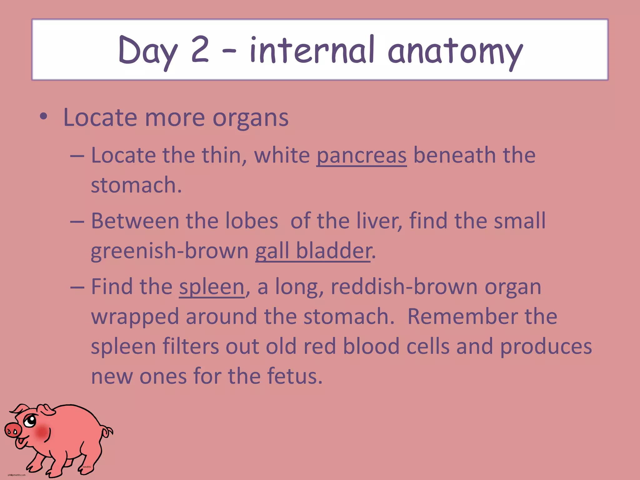 • Locate more organs
– Locate the thin, white pancreas beneath the
stomach.
– Between the lobes of the liver, find the small
greenish-brown gall bladder.
– Find the spleen, a long, reddish-brown organ
wrapped around the stomach. Remember the
spleen filters out old red blood cells and produces
new ones for the fetus.
Day 2 – internal anatomy
 
