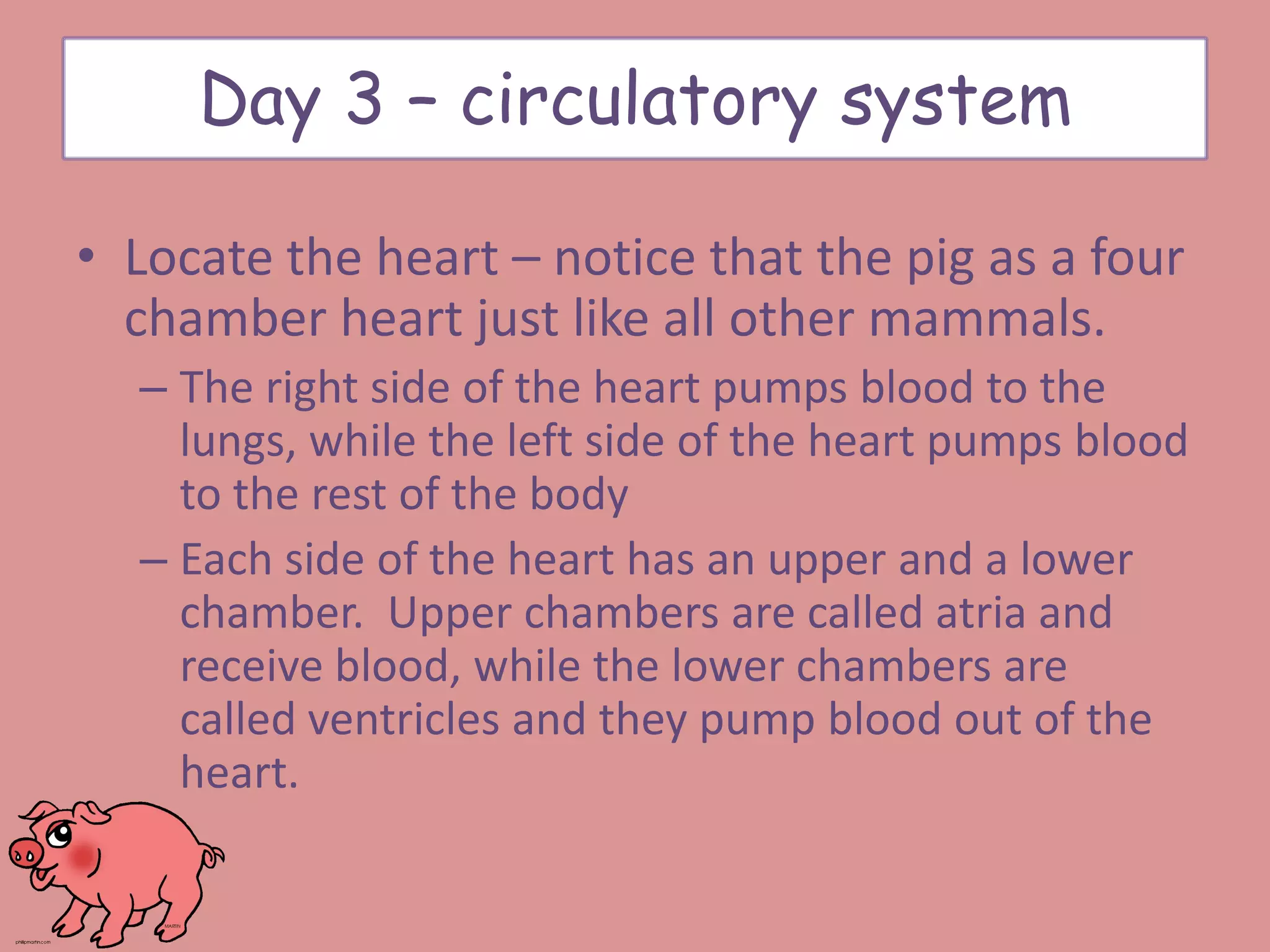• Locate the heart – notice that the pig as a four
chamber heart just like all other mammals.
– The right side of the heart pumps blood to the
lungs, while the left side of the heart pumps blood
to the rest of the body
– Each side of the heart has an upper and a lower
chamber. Upper chambers are called atria and
receive blood, while the lower chambers are
called ventricles and they pump blood out of the
heart.
Day 3 – circulatory system
 