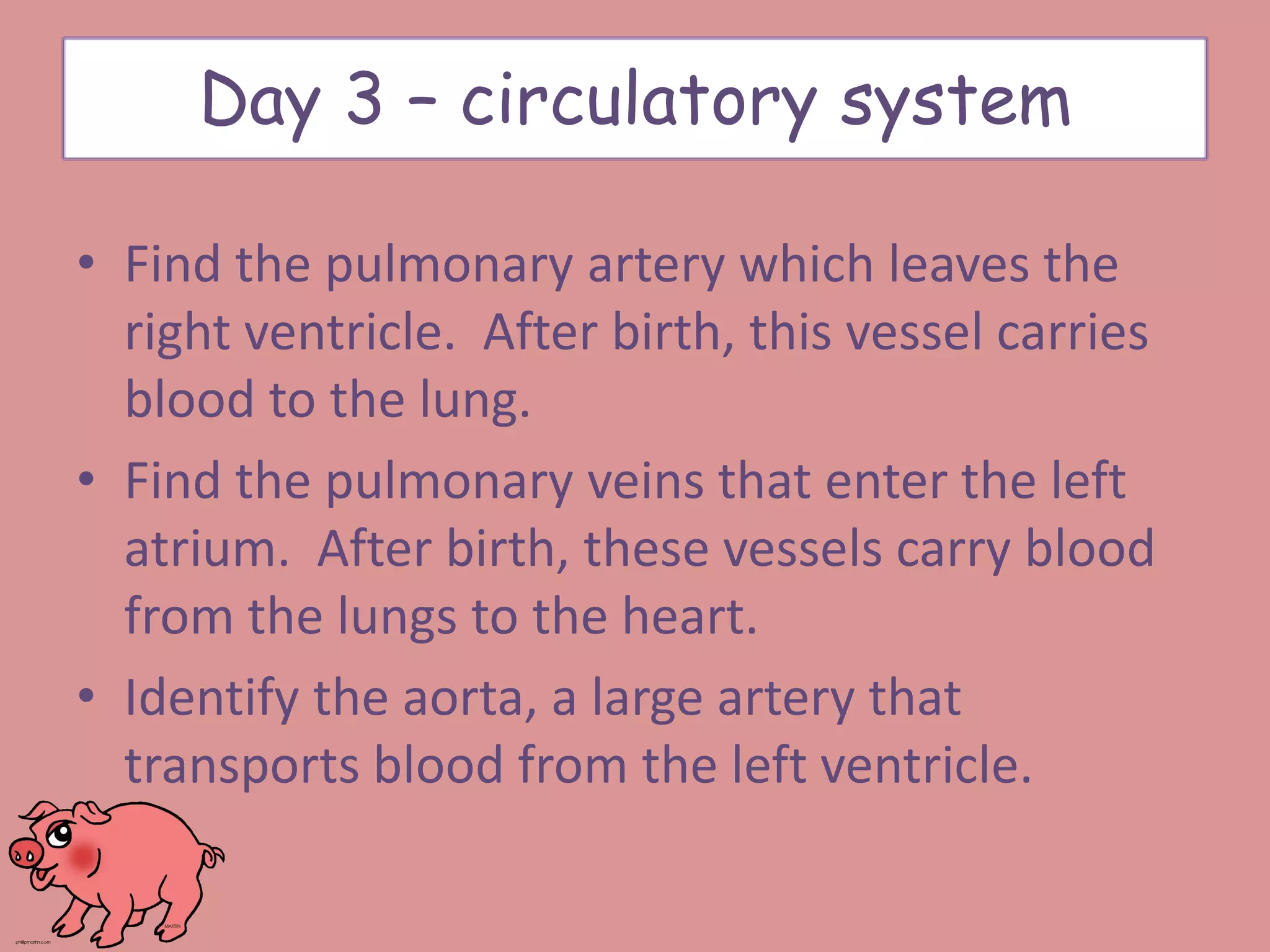 • Find the pulmonary artery which leaves the
right ventricle. After birth, this vessel carries
blood to the lung.
• Find the pulmonary veins that enter the left
atrium. After birth, these vessels carry blood
from the lungs to the heart.
• Identify the aorta, a large artery that
transports blood from the left ventricle.
Day 3 – circulatory system
 