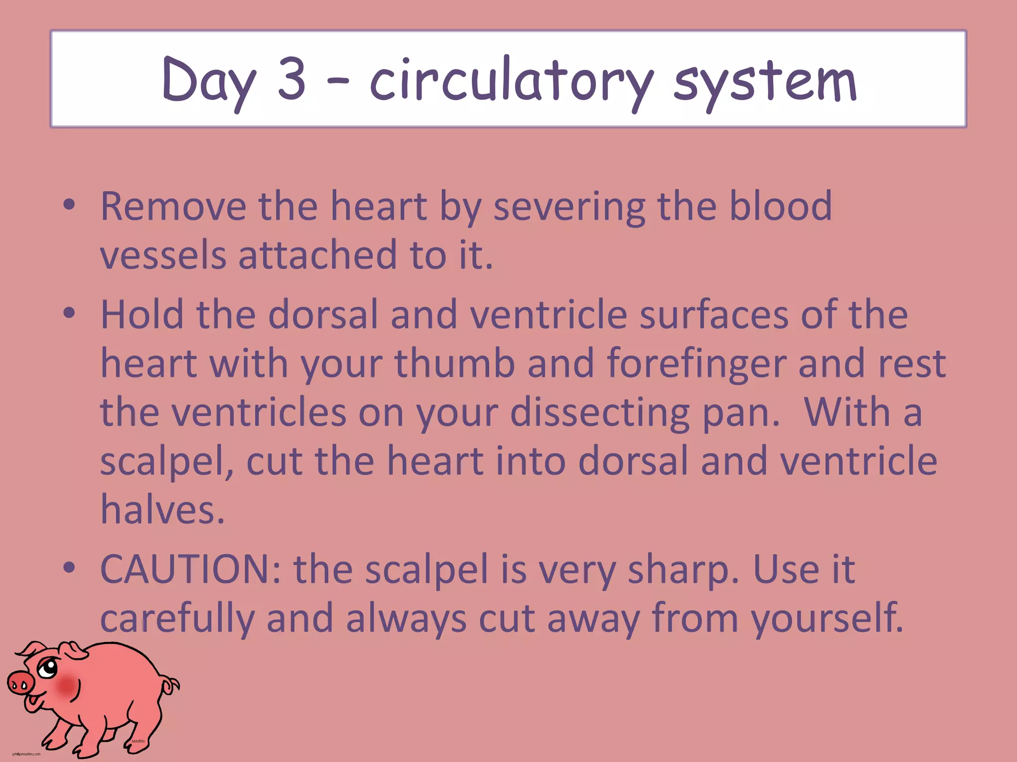 • Remove the heart by severing the blood
vessels attached to it.
• Hold the dorsal and ventricle surfaces of the
heart with your thumb and forefinger and rest
the ventricles on your dissecting pan. With a
scalpel, cut the heart into dorsal and ventricle
halves.
• CAUTION: the scalpel is very sharp. Use it
carefully and always cut away from yourself.
Day 3 – circulatory system
 