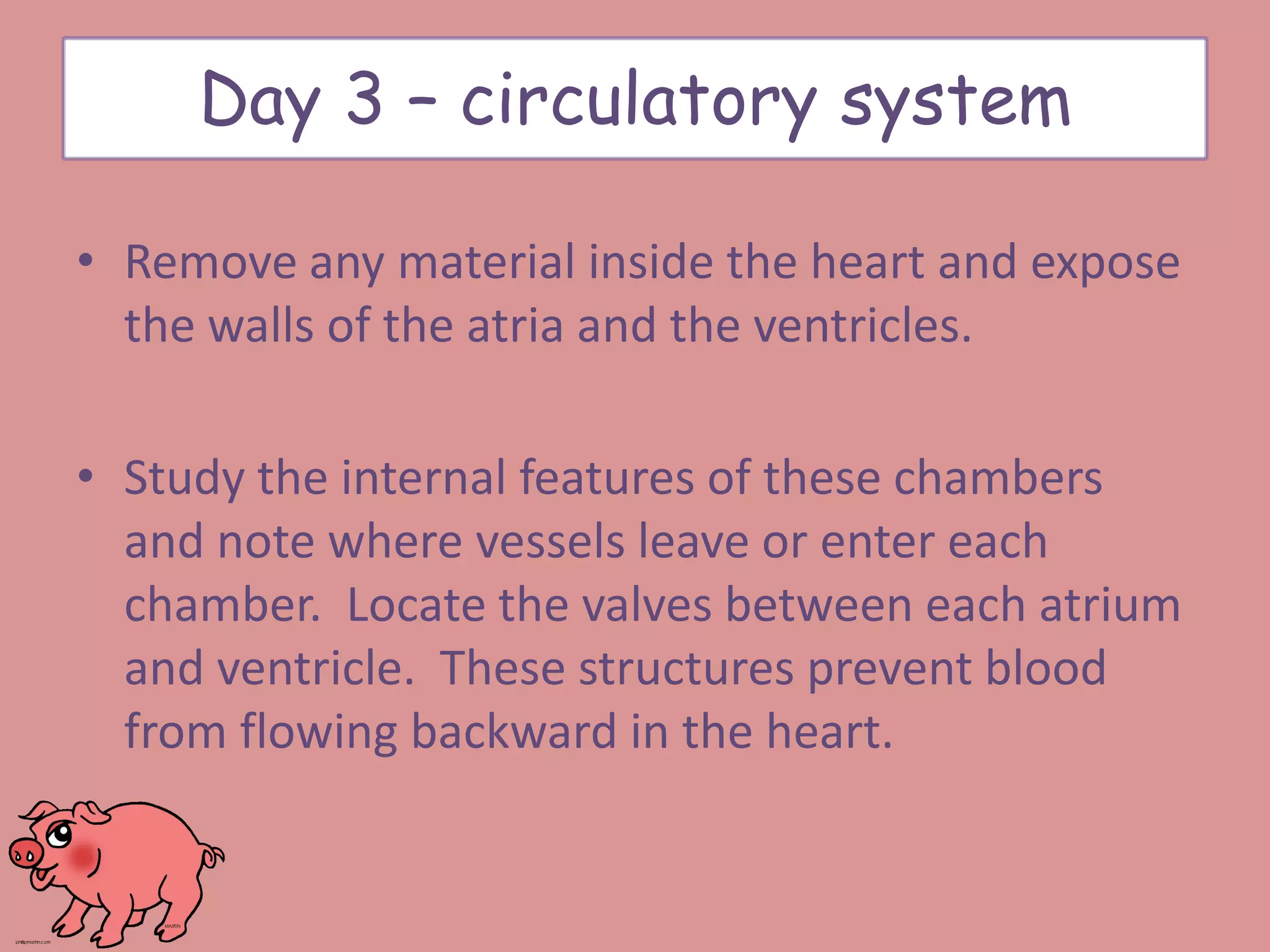 • Remove any material inside the heart and expose
the walls of the atria and the ventricles.
• Study the internal features of these chambers
and note where vessels leave or enter each
chamber. Locate the valves between each atrium
and ventricle. These structures prevent blood
from flowing backward in the heart.
Day 3 – circulatory system
 