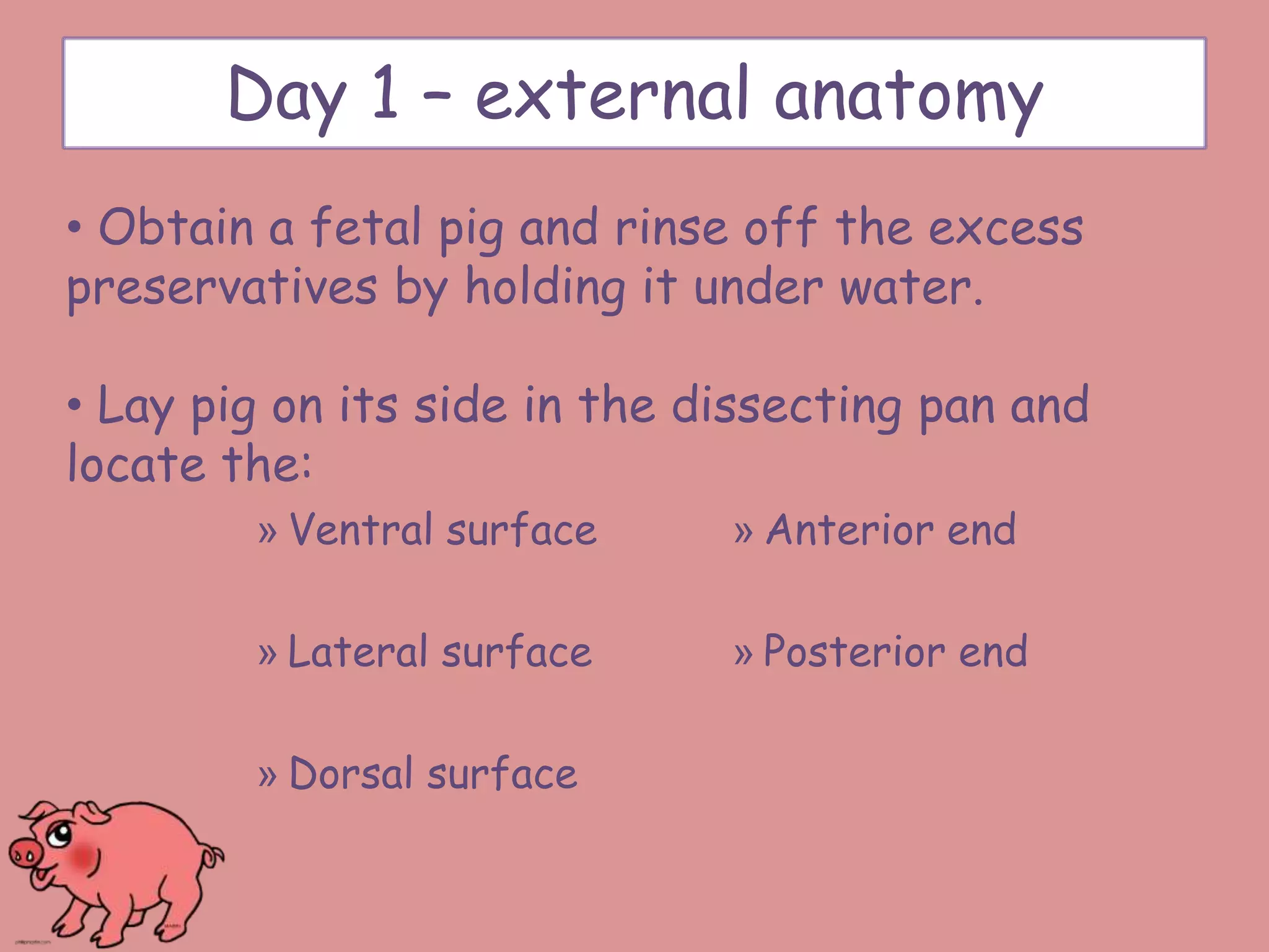 Day 1 – external anatomy
» Ventral surface
» Lateral surface
» Dorsal surface
» Anterior end
» Posterior end
• Obtain a fetal pig and rinse off the excess
preservatives by holding it under water.
• Lay pig on its side in the dissecting pan and
locate the:
 