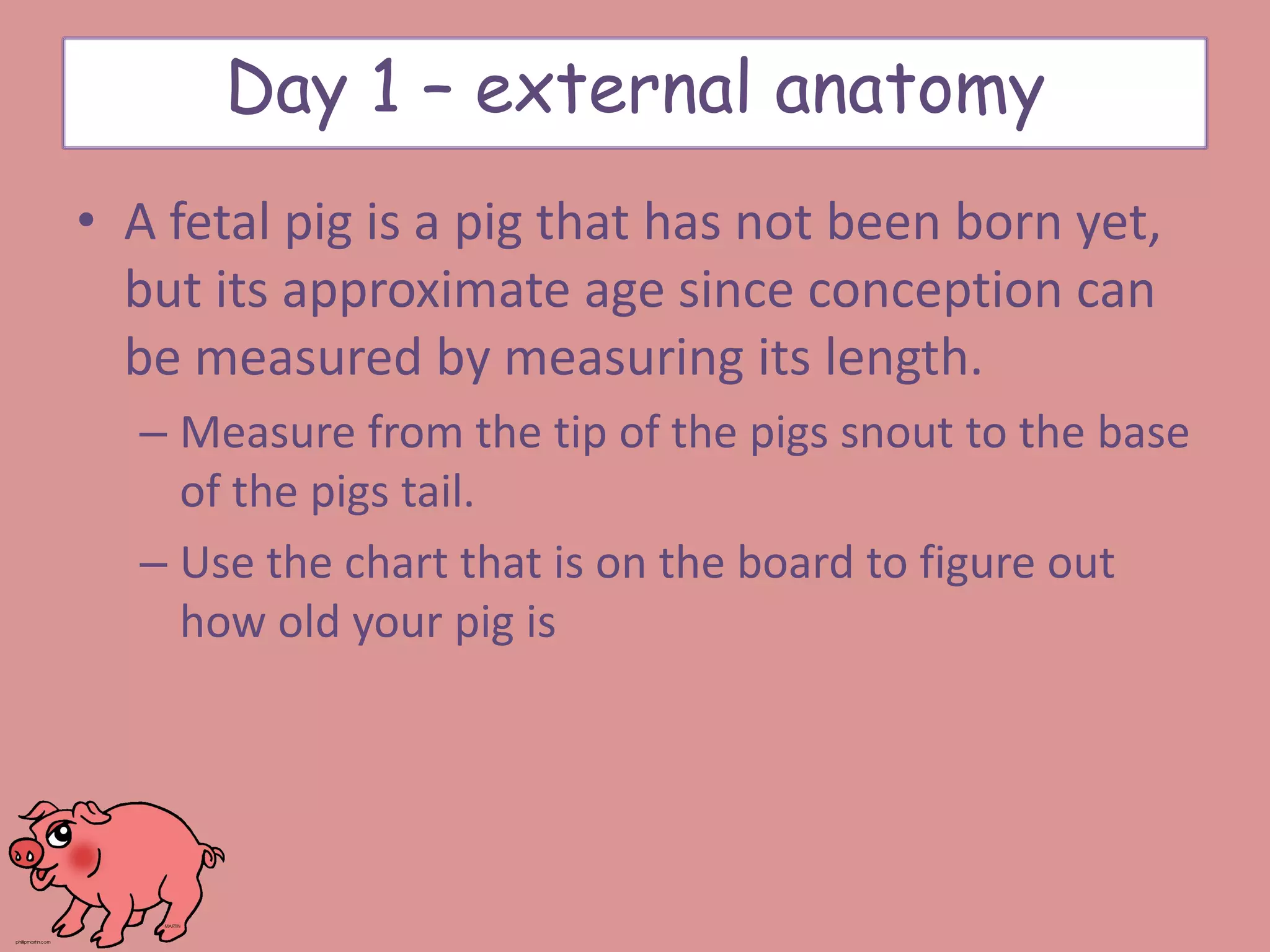 Day 1 – external anatomy
• A fetal pig is a pig that has not been born yet,
but its approximate age since conception can
be measured by measuring its length.
– Measure from the tip of the pigs snout to the base
of the pigs tail.
– Use the chart that is on the board to figure out
how old your pig is
 