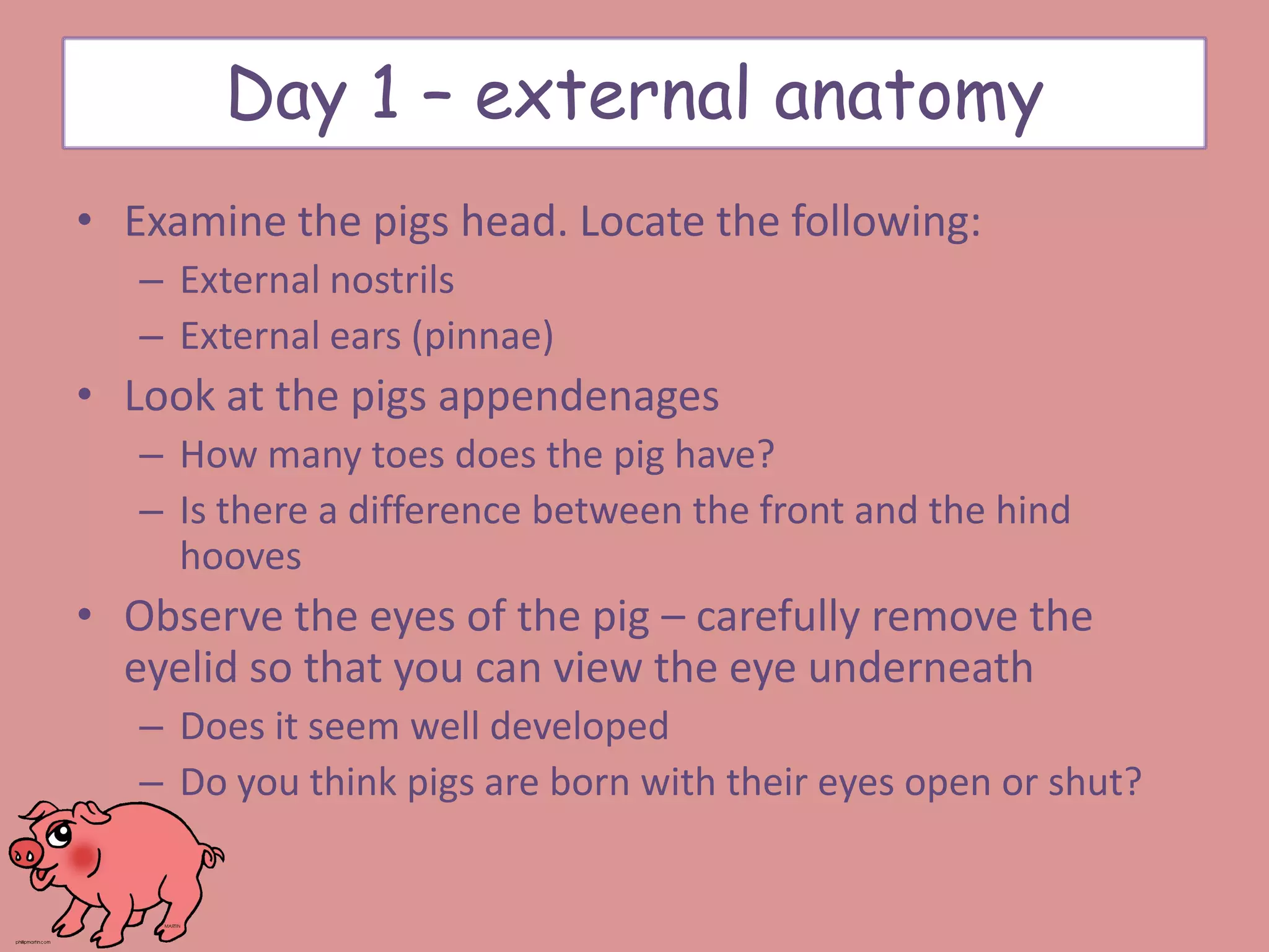 • Examine the pigs head. Locate the following:
– External nostrils
– External ears (pinnae)
• Look at the pigs appendenages
– How many toes does the pig have?
– Is there a difference between the front and the hind
hooves
• Observe the eyes of the pig – carefully remove the
eyelid so that you can view the eye underneath
– Does it seem well developed
– Do you think pigs are born with their eyes open or shut?
Day 1 – external anatomy
 