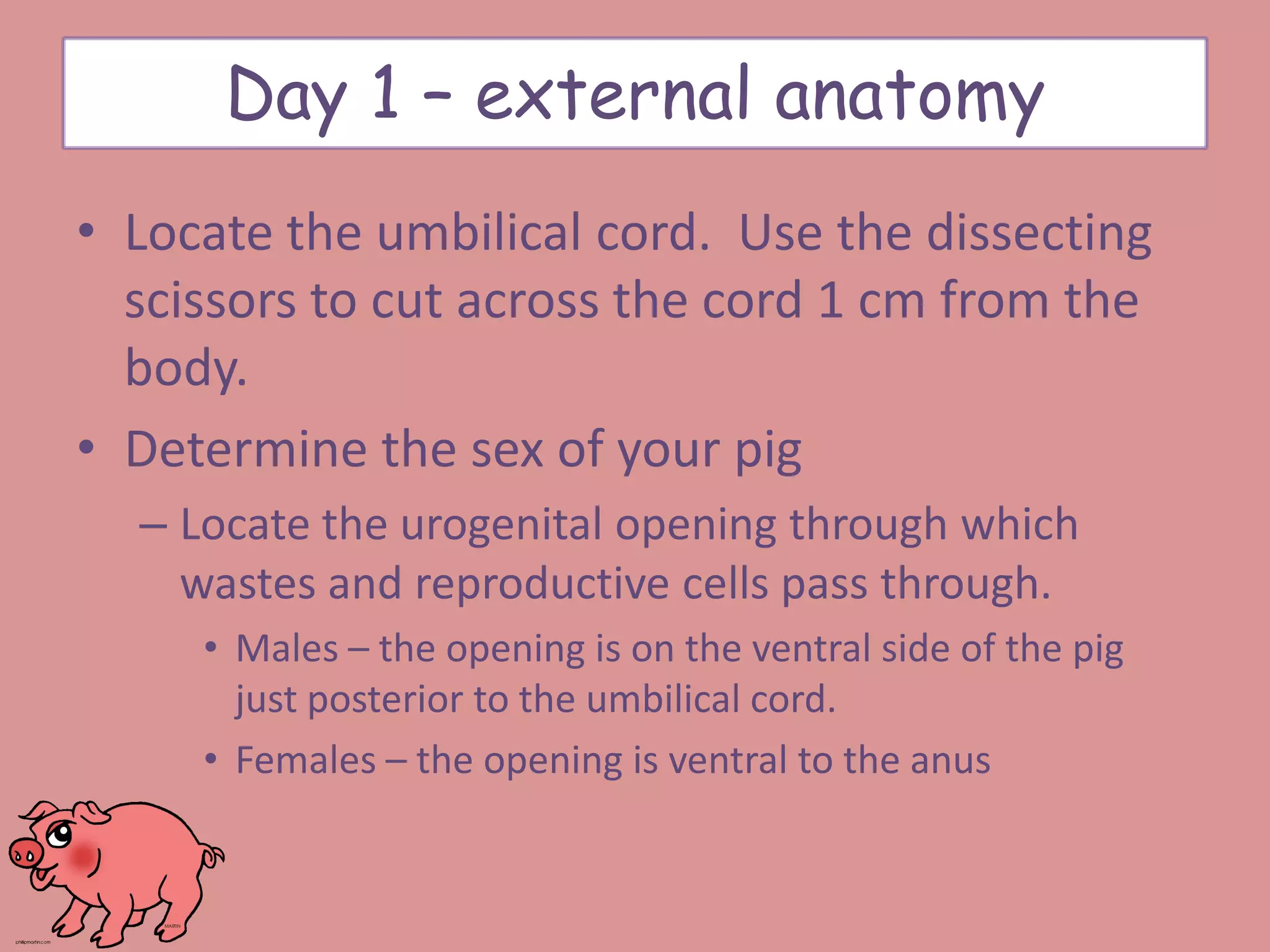 • Locate the umbilical cord. Use the dissecting
scissors to cut across the cord 1 cm from the
body.
• Determine the sex of your pig
– Locate the urogenital opening through which
wastes and reproductive cells pass through.
• Males – the opening is on the ventral side of the pig
just posterior to the umbilical cord.
• Females – the opening is ventral to the anus
Day 1 – external anatomy
 