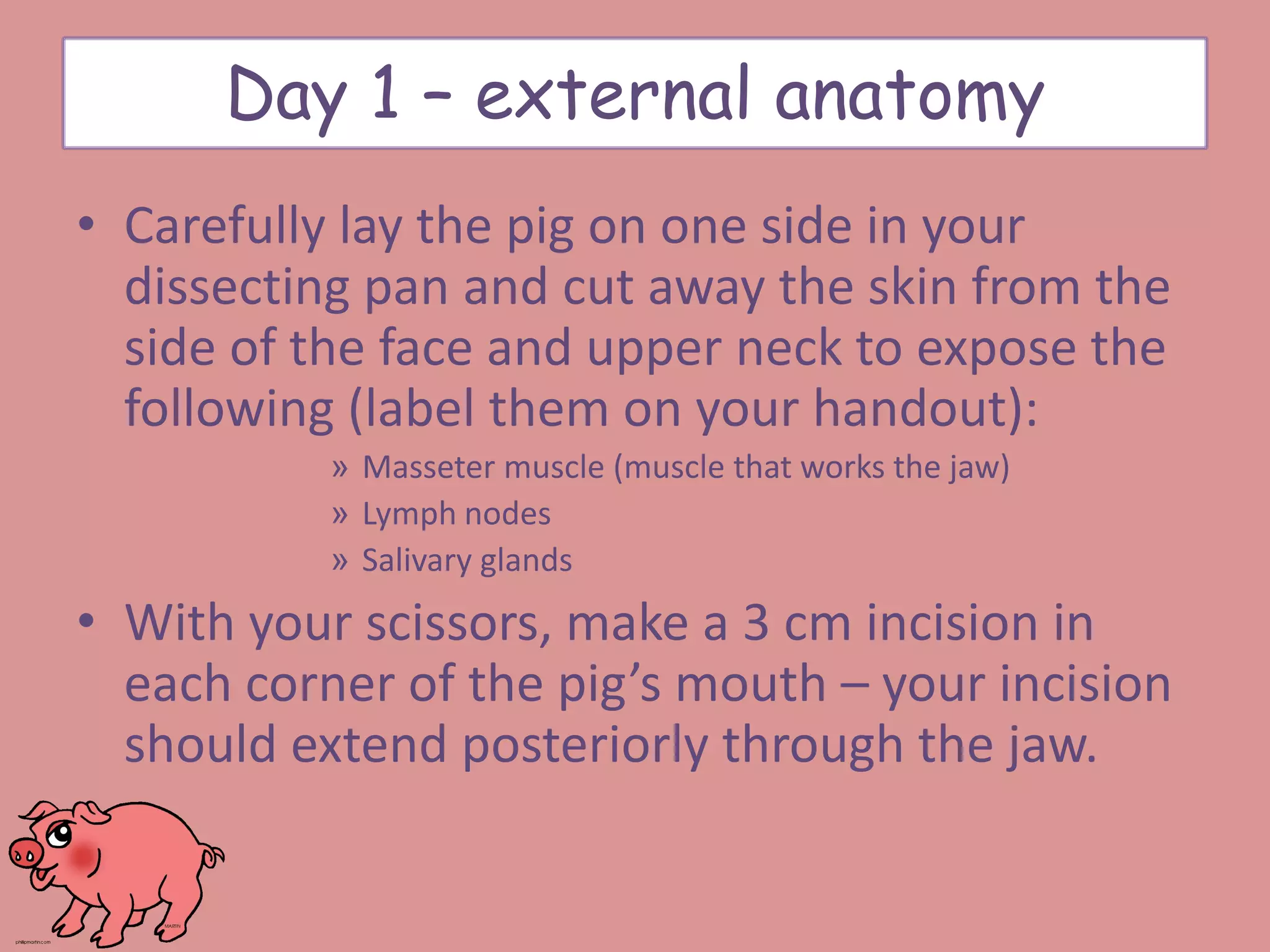 • Carefully lay the pig on one side in your
dissecting pan and cut away the skin from the
side of the face and upper neck to expose the
following (label them on your handout):
» Masseter muscle (muscle that works the jaw)
» Lymph nodes
» Salivary glands
• With your scissors, make a 3 cm incision in
each corner of the pig’s mouth – your incision
should extend posteriorly through the jaw.
Day 1 – external anatomy
 