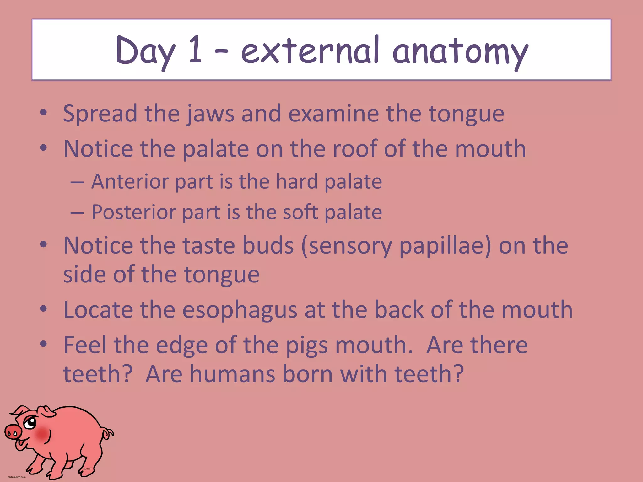 • Spread the jaws and examine the tongue
• Notice the palate on the roof of the mouth
– Anterior part is the hard palate
– Posterior part is the soft palate
• Notice the taste buds (sensory papillae) on the
side of the tongue
• Locate the esophagus at the back of the mouth
• Feel the edge of the pigs mouth. Are there
teeth? Are humans born with teeth?
Day 1 – external anatomy
 