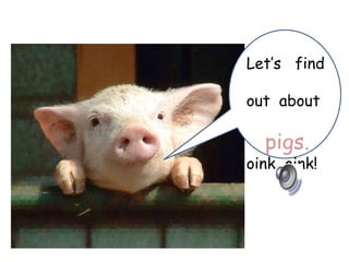 Let’s find

out about

  pigs.
oink oink!
 