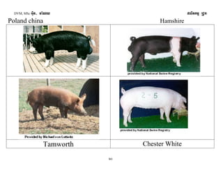 DVM, MSc Giut- ma:Ny plitkmμ RCUk 
Poland china Hamshire 
Tamworth Chester White 
10 
 
