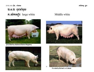 DVM, MSc Giut- ma:Ny plitkmμ RCUk 
2>1/2 BUCnaMcUl 
k-y:kesor³ large white Middle white 
8 
 