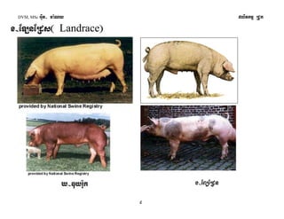 DVM, MSc Giut- ma:Ny plitkmμ RCUk 
9 
x-ELnERds¬ Landrace¦ 
X-Duyr:uk g-EBüERdn 
 