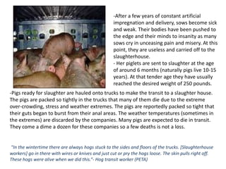  Piglets start their life in a small enclosed crate with a  mother who can only lift her head. The only contact they have with their mother is through feeding. There is no room, nor time for bonding or cuddling as pigs naturally carry out in the wild. 