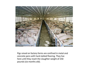  Their only comfort comes when they shipped to their final designation – slaughter. "A pregnant sow's biological need to build a nest before having her litter is so great that some sows confined in modern hog buildings will rub their snouts raw on the concrete floor while trying to satisfy the drive.“- Hog farm worker (Des Moines Register, 2004 )