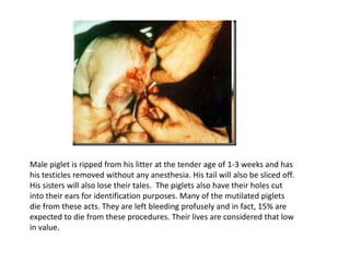 Her piglets are sent to slaughter at the age of around 6 months (naturally pigs live 10-15 years). At that tender age they have usually reached the desired weight of 250 pounds. 
