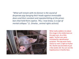 -At the slaughterhouse they meet a very gruesome fate. The tragedy in their final death is they leave this world without ever having experienced any joy or freedom. If you look at the picture (top) you see the pigs curiously looking the camera taker. The pig on the right is calling out. It breaks my heart. I would give anything- even my life to change this picture. -When they reach the slaughterhouse, truck doors are swung open. Many of the pigs run for the first time in their lives only to fall due to their unnatural state of deprivation and health. Many pigs are forced from the trucks with chains wrapped to their legs.  They are drug to their fate with broken legs. -Once inside, an average of 1,000 pigs are slaughtered in an hour. The process is too quick for the deaths to be painless. The pigs are first, and  usually inaccurately stunned. After stunning they are hung upside down to have their throats cut. Lastly, many are dumped alive (if stunning or throat cutting was missed or inaccurate due to fast-pace) into scalding tanks where squeals are finally wrenched from their abused bodies. - Even in death these pigs fight. They fight for a chance at a better life. Many pigs have even escaped these horrid factories only to die alone in uninhabitable habitats.