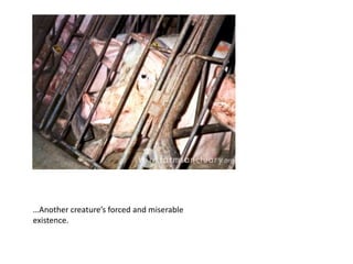 How do companies get away with such horror at the expense of our health? The planet? Our compassion? -These companies are HUGE. Farming used to be about the “little guy.” That changed when big corporations came in and took over the show with the help of our wonderful government (sarcasm). Small farmers have been pushed into extinction. Farm work, though hard, used to bring honor and sustainable living to the famers. Factory farm workers have no honor and they are paid very little. The workers are exploited just as the animals and so are we, the consumers. The only one GAINING are the companies. -These large companies use their weight in the government to pass laws and to cross boundaries. THINK of the tobacco industry or the pharmaceutical industry. These two industries use/used money and power to persuade and pollute. The same corrupt principles that are/were present in those industries are present in our food industry. They use advertisements to persuade and convince good people. 