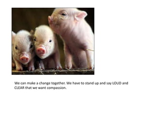 PORK: The Other White Meat *Everyone has heard this coined phrase…it became popular in the late 1980’s and has endured. Was it because pork was a really a healthier choice? NO!Myths: Eating pork is a healthy alternative to eating beef. It provides a means of acquiring all of the protein and nutrients meat has to offer without the high fat and cholesterol intake. Facts: Some cuts of beef actually have less fat and less cholesterol than pork. In fact, it is easier to remove the fat from beef than in pork. The phrase “The other white meat” was not coined to help people make healthier eating choices. It was coined by the pork industry to boost lagging pork sales. Diets containing little to no meat products are the lowest in fat and cholesterol intake. Cholesterol comes from meat products. * I really wanted to use the original logo for “Pork: The other white meat” but the logo is under copyright and cannot be used legally without permission. This was the pork industry’s slogan starting in the late 1980’s . It was recently changed to “Pork: Be inspired.” The new slogan has a website to go with it full of recipes for meals involving pigs. 