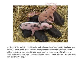 All curled up.In his book The Whole Hog, biologist and Johannesburg Zoo director Lyall Watson writes, "I know of no other animals [who] are more consistently curious, more willing to explore new experiences, more ready to meet the world with open mouthed enthusiasm. Pigs, I have discovered, are incurable optimists and get a big kick out of just being."