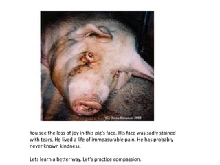 You see the loss of joy in this pig’s face. His face was sadly stained with tears. He lived a life of immeasurable pain. He has probably never known kindness. Lets learn a better way. Let’s practice compassion. 