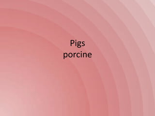 Pigs
porcine
 