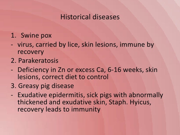 pig louse